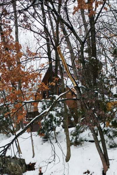 Damage to a tree trunk