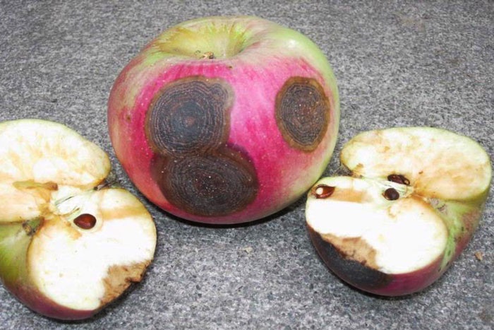 apples with black spots