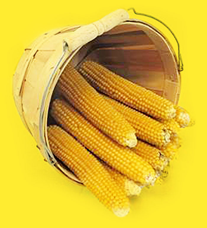 wooden basket with dried cobs of corn