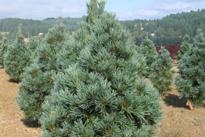 Pine Trees For Missouri Landscapes Missouri Environment And