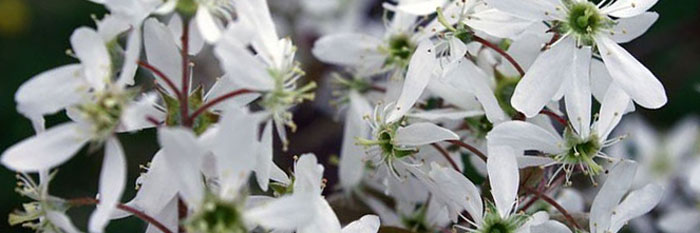 serviceberry