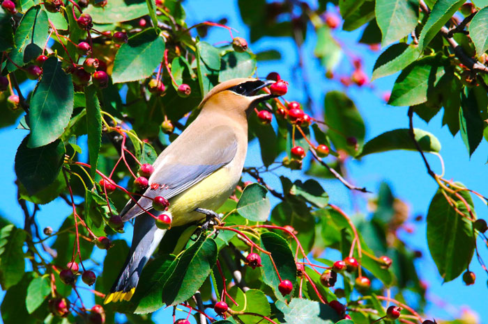 serviceberry fruit on tree with redbird on a branch