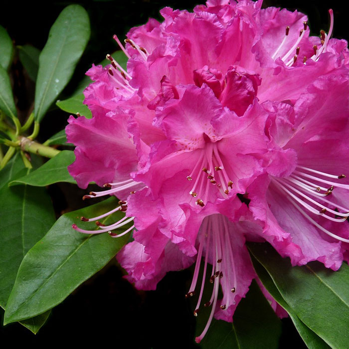 rhododendron flower