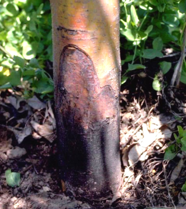crown rot on trunk of apple tree