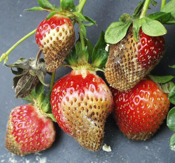 Leather rot symptoms on strawberries