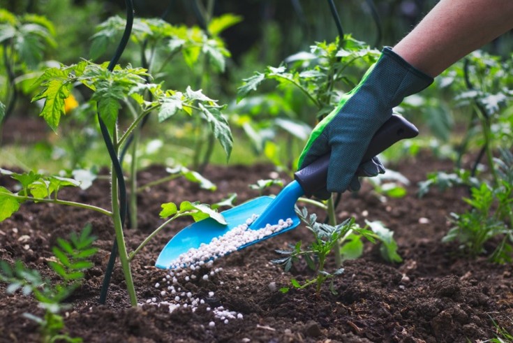 person hand fertilizing under a tomato