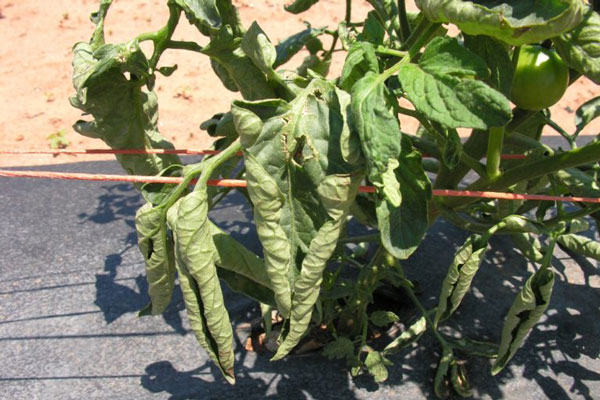 Tomato Leaf Curl // Missouri Environment and Garden News Article //  Integrated Pest Management, University of Missouri