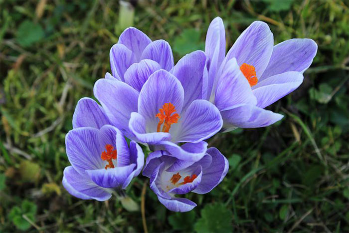 purple flowers with orange insides