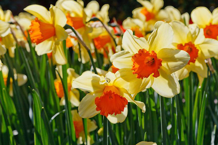 Narcissus First a complex then a flower // Missouri