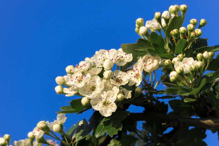tree with white flowers
