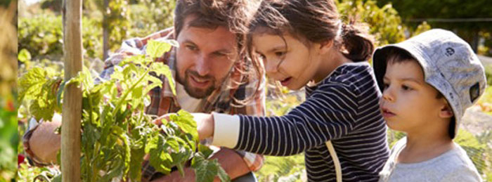 man with son and daughter tending to a tomato plant