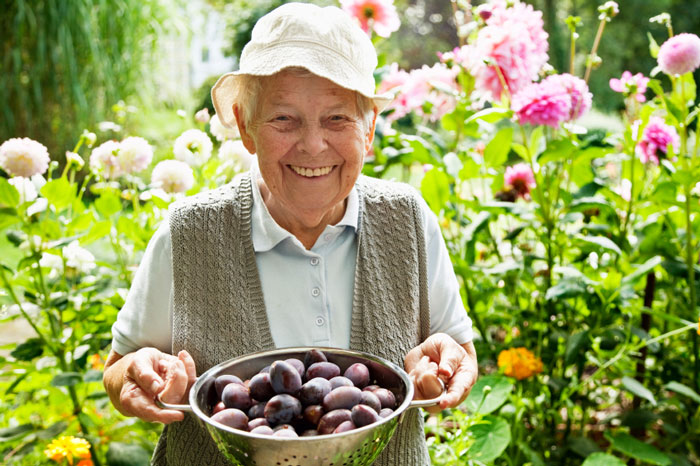 elderly woman walking through a garden holding a bowl of purple potatoes