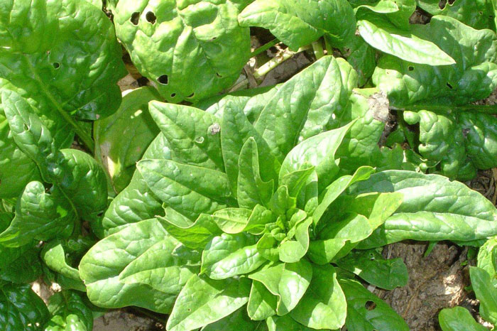 spinach plant in garden