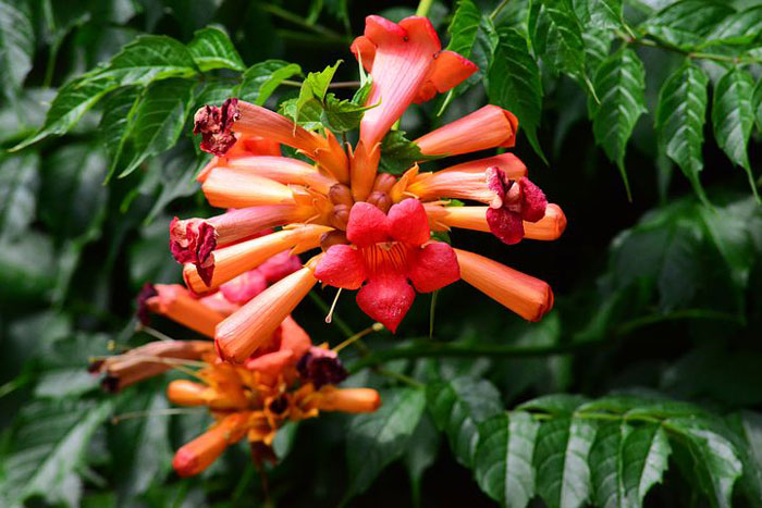 red, orange cylindrical flowers on green vines