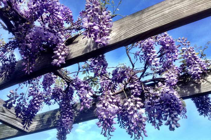 purple flowers on vines cliimbing on a trellis
