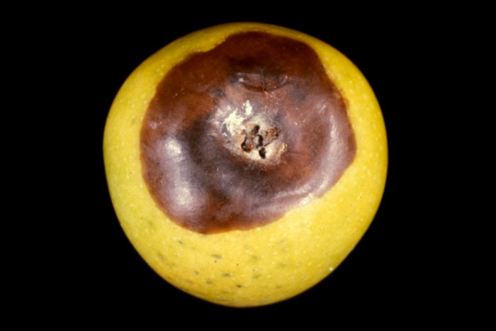 apple with brown spot