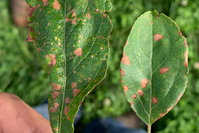 apple leaves with orange spots