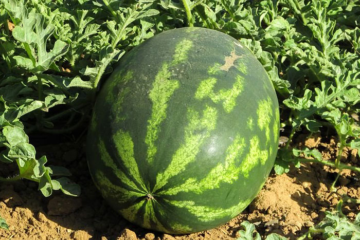 watermelon plant with mature fruit