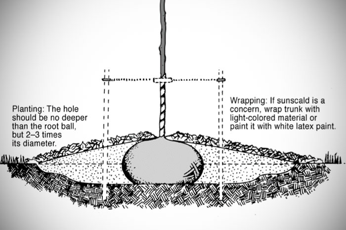 diagram of tree root ball
