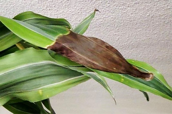 green leaf with dark brown leaf tip