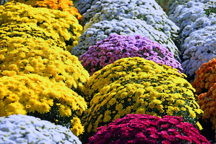 mutiple colors of mum bushes