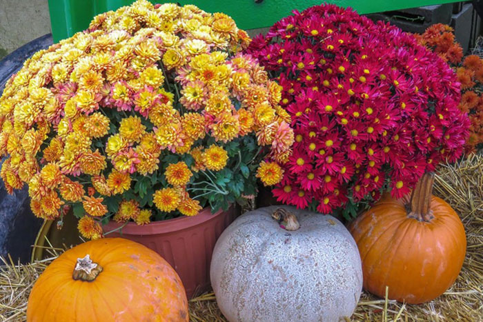 magenta and yellow colored mums in planters with pumpkins