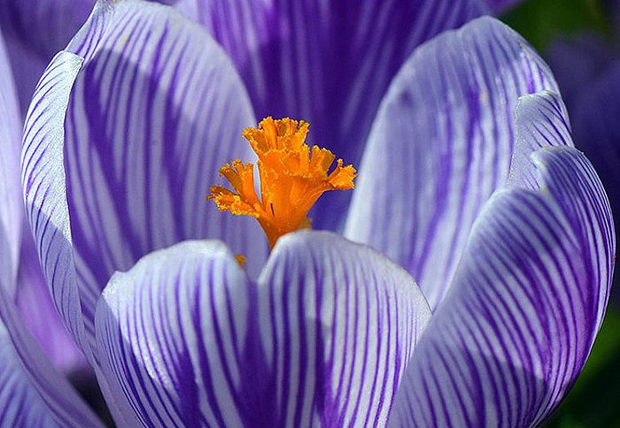 purple pedaled flower with orange center