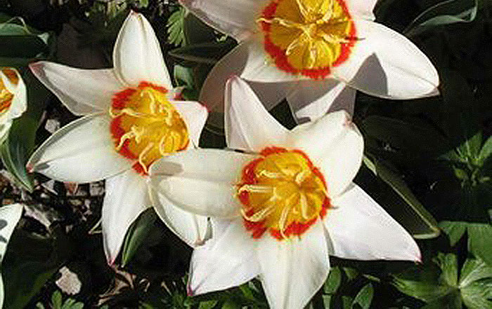 white pedaled flowers with red-orange centers