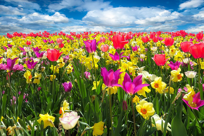 field of multi-colored flowers