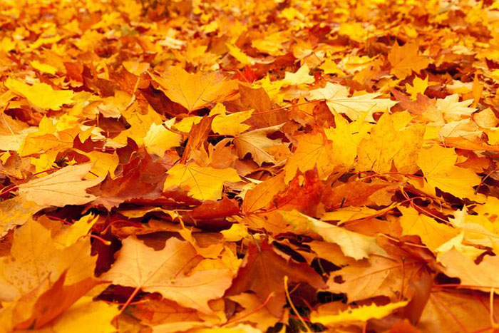 gold and brown leaves