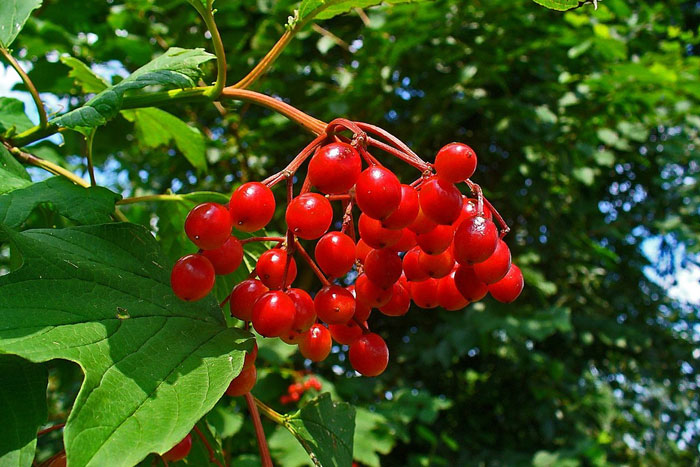 red berries with green foliage