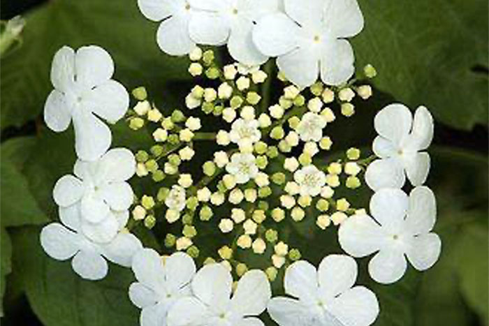white flowers with green foliage