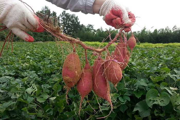 freshly dug up sweet potatoes in a field