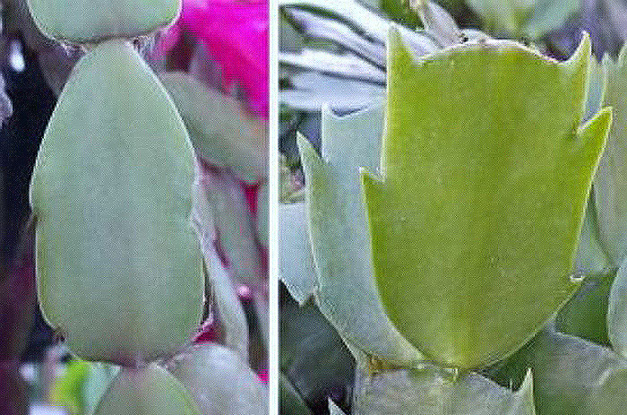 side by sid comparison of a smooth leafed plant and a spikey leafed plant