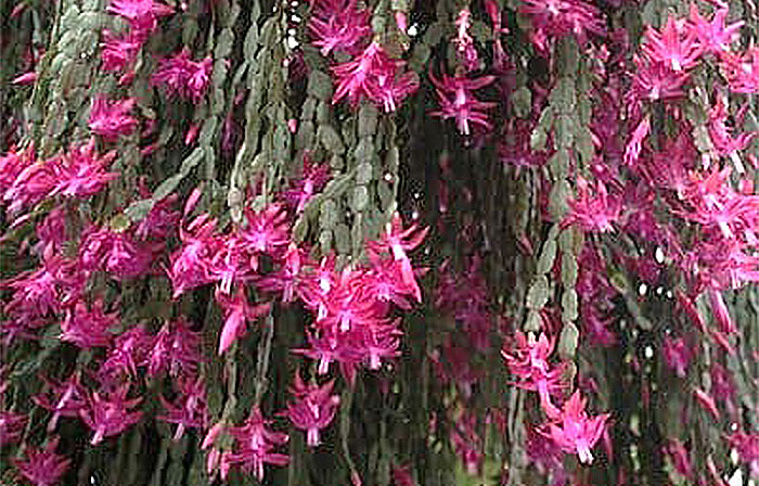 plant with pink flowers