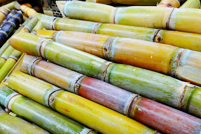 whole sections of sugarcane