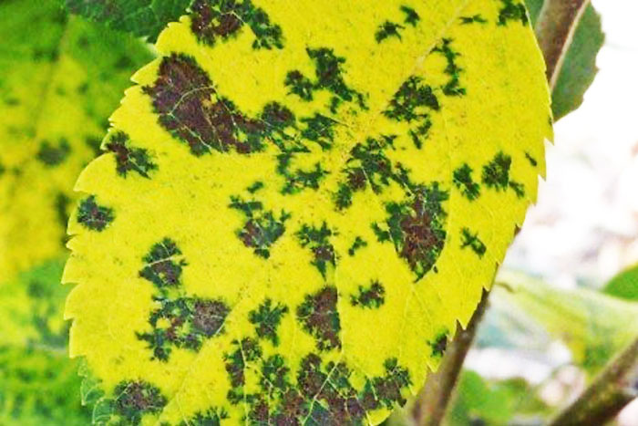 yellow spots on green leaf