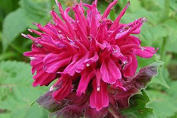 pink flowers and green foliage