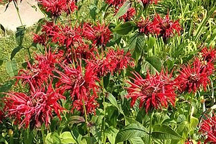red flowers and green foliage