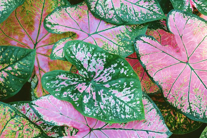 pink and green leaves