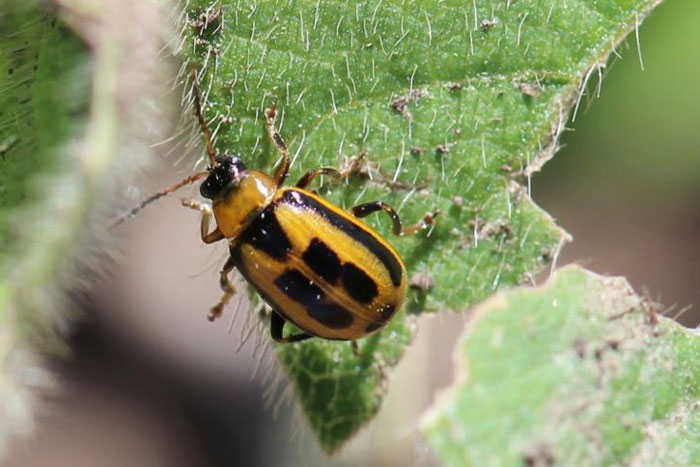 black and yellow beetle on a leaf