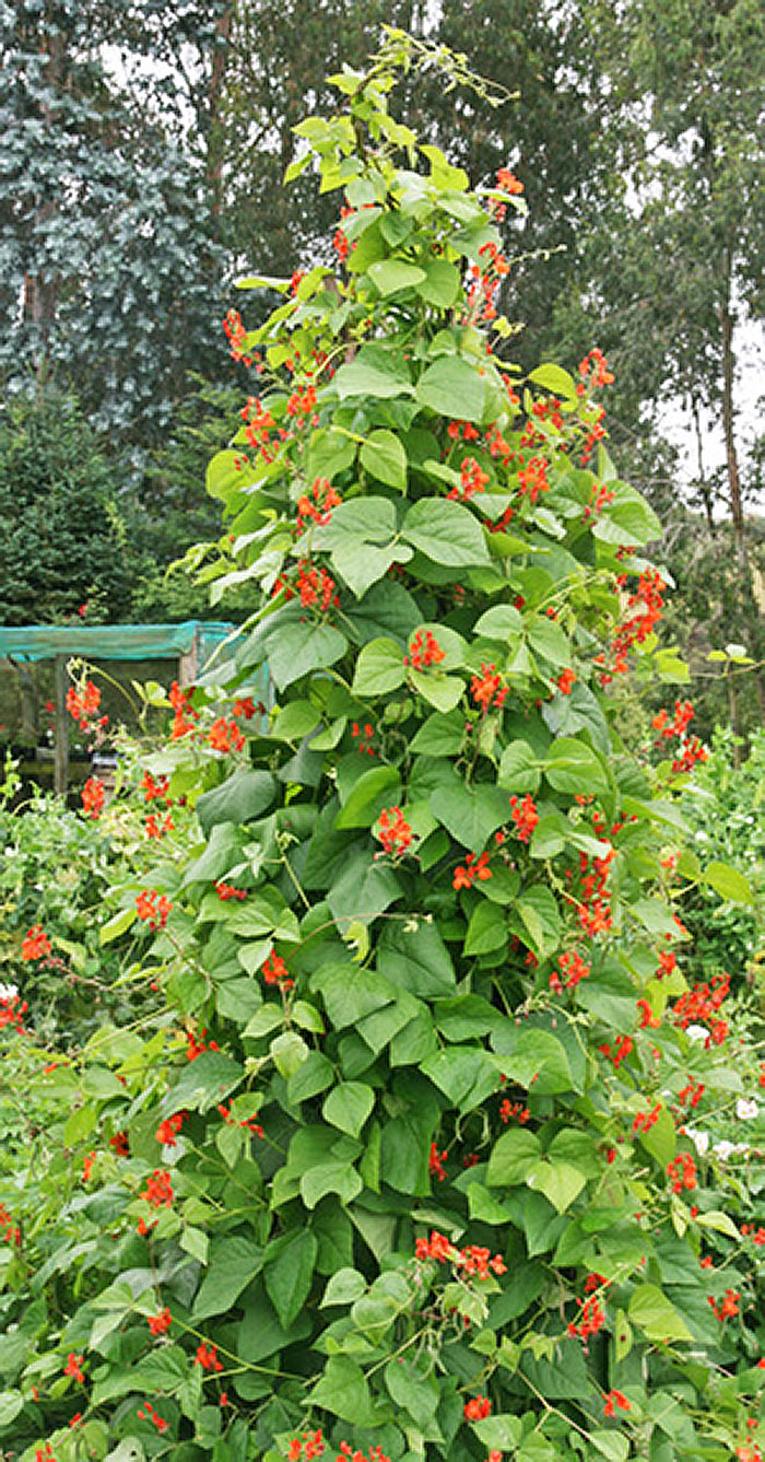 beans with red flowers growing vertically