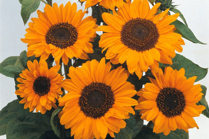 yellow flowers with orange centers
