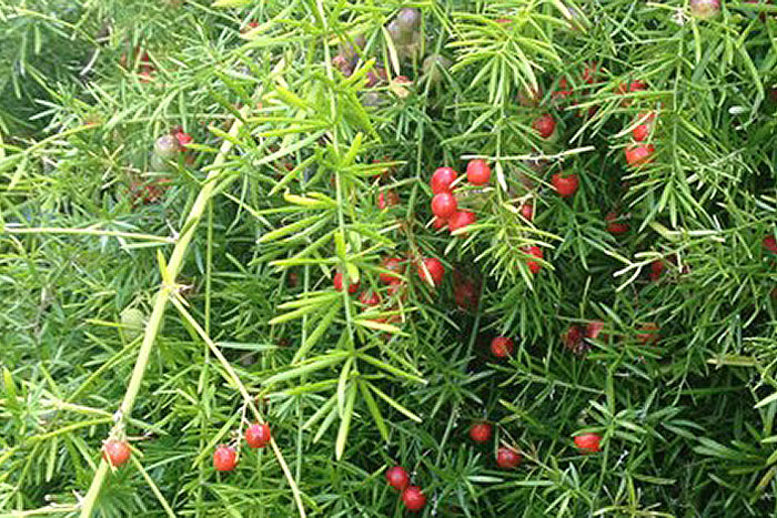 red berries on asparagus plant