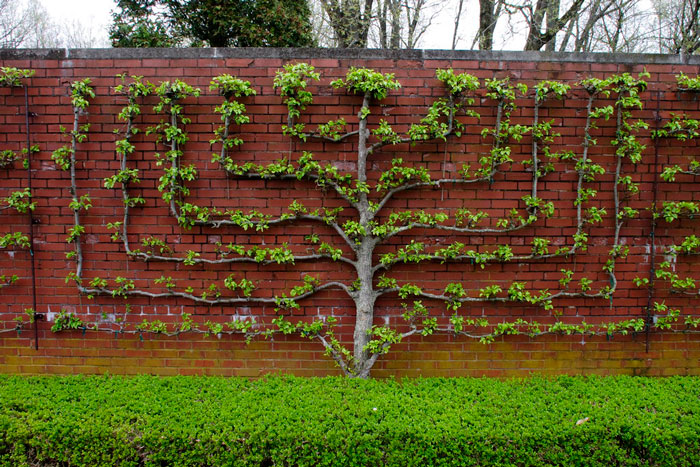  brick wall with foliage in shape of a tree