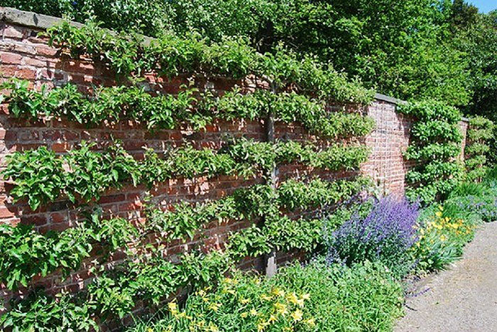 brick wall with foliage