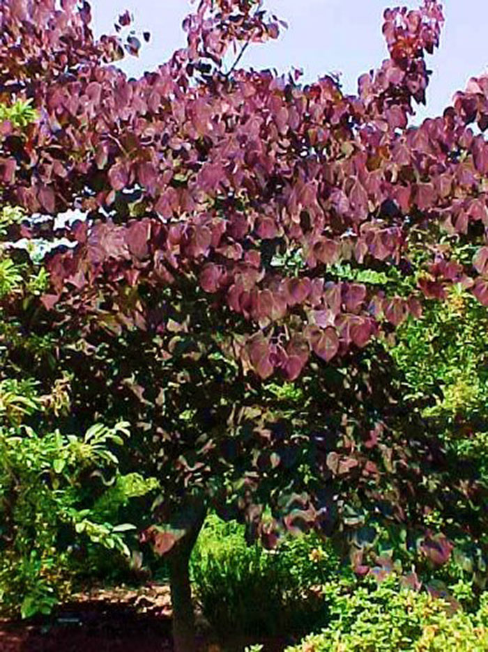 Summer Color From Trees Missouri Environment And Garden News Article Integrated Pest Management University Of Missouri