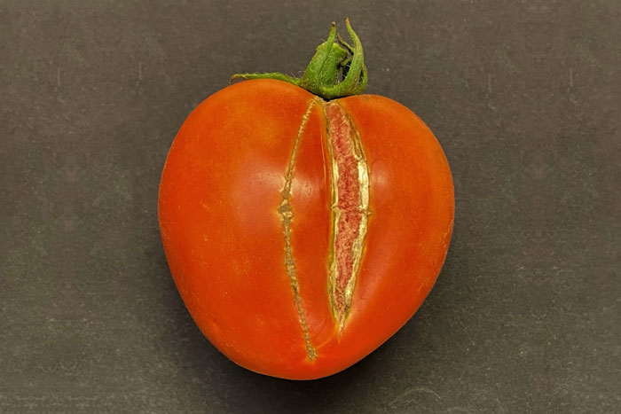 tomato with vertical cracking