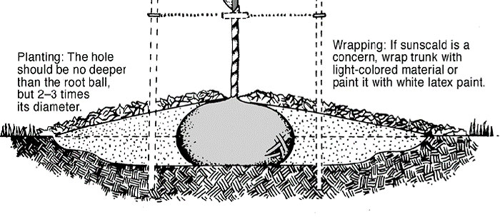 diagram showing wide shallow hole for tree planting