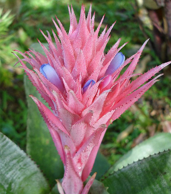 pink flower with layered petals